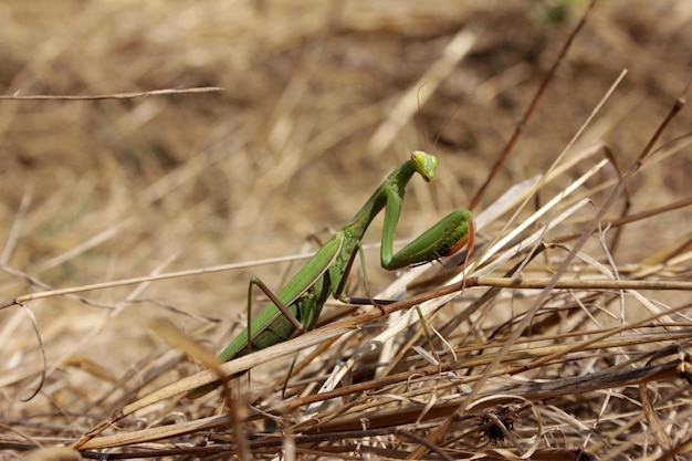 カマキリ