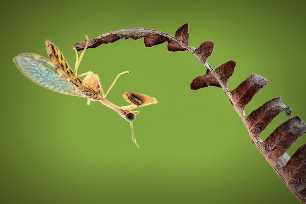 Foto mantisfly sul fiore in sfondo verde