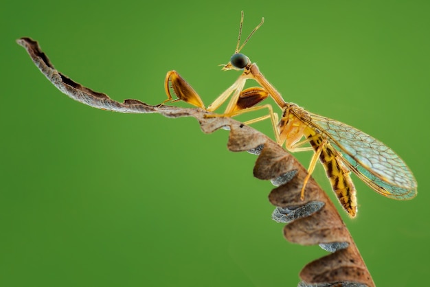 Mantisfly на цветке на зеленом фоне