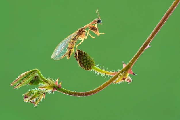 mantisfly on flower in green background