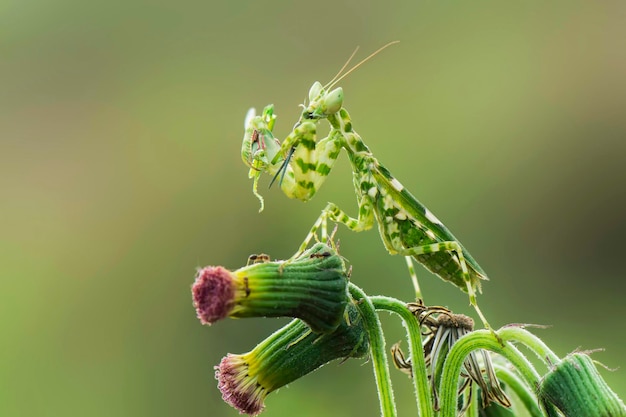 Mantisfly prooi op twijgen in tropische tuin bidsprinkhaan