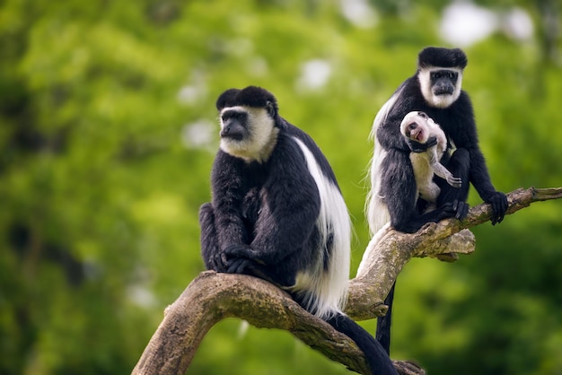 Mantled guereza and its baby