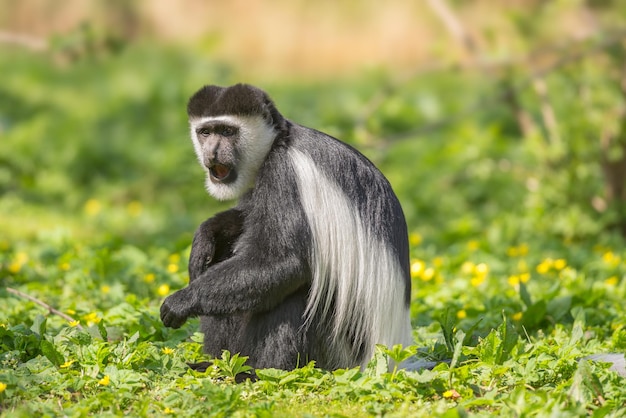 Mantled guereza ook bekend als de zwart-witte colobus-aap