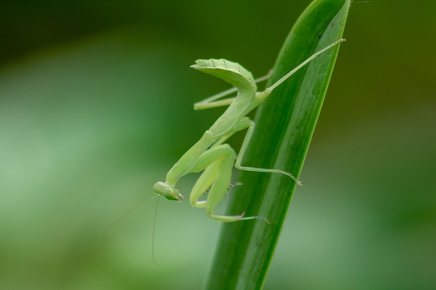 Mantodea is on a green leaf