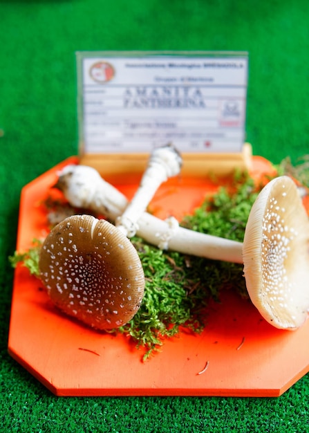 Mantua, Italië - 22 oktober 2016: Amanita op mycologische tentoonstelling van paddestoelen in Mantua, Lombardije, Italië