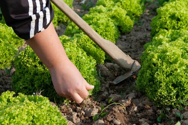 Photo manual cultivation of lettuce growing lettuce in rows in a field