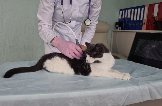 Manual veterinarian conducts ultrasound examination of cat