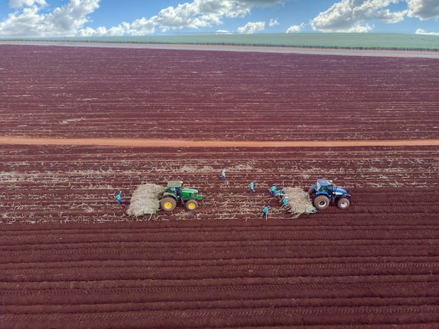 Manueel riet planten Mannen in de hete zon riet planten met hun handen PederneirasSao PauloBrasil 03202021