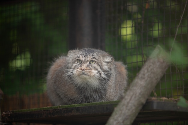 Manul,  Pallas cat,  (Otocolobus manul) in Rigas Zoo, Latvija