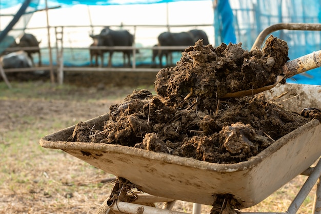 Letame o letame di vacca per la coltivazione e l'agricoltura.