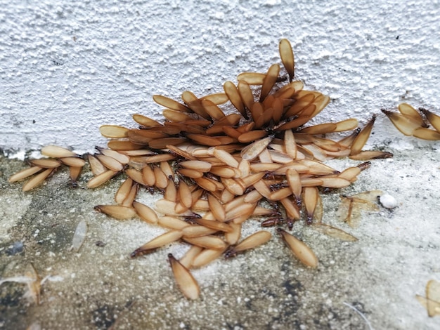 Many Alates termite winged insects on the floor