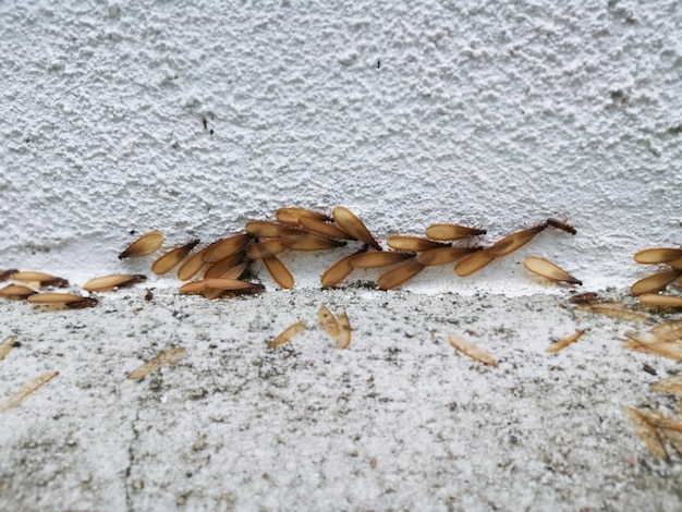 Many Alates termite winged insects on the floor