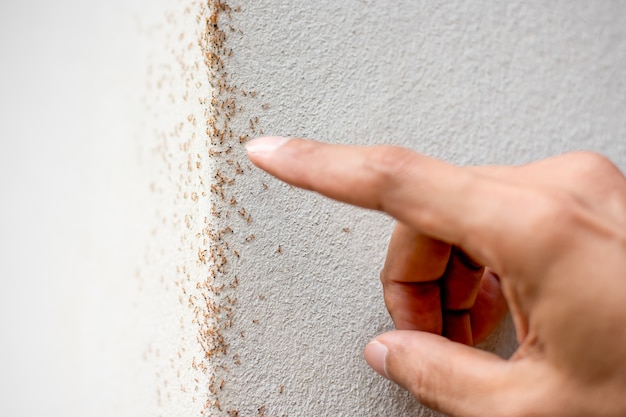 Many ant are walking on plaster walls.