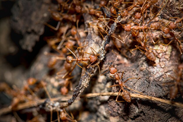 Many ants eat food, Close-up distance.