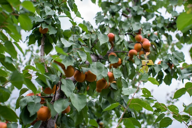 Many apricot fruits on a tree in the garden on a bright summer day Organic fruits Healthy food Ripe apricots