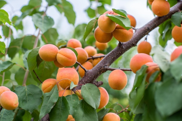 Many apricot fruits on a tree in the garden on a bright summer day Organic fruits Healthy food Ripe apricots