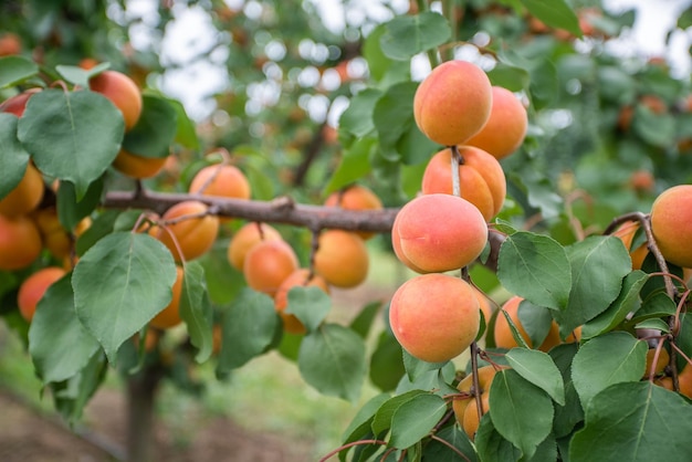 Foto molti frutti di albicocca su un albero in giardino in una luminosa giornata estiva frutta biologica cibo sano albicocche mature