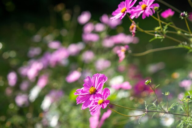 多くの秋の野の花の背景