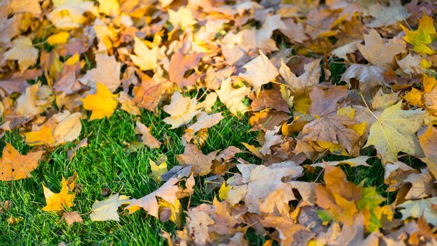 Many autumn yellow leaves on green grass