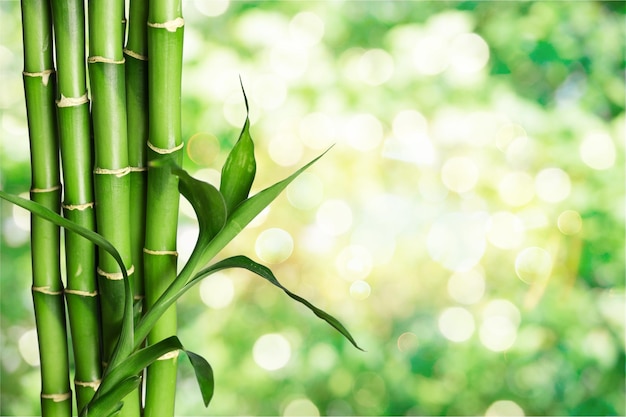 Many bamboo stalks  on background