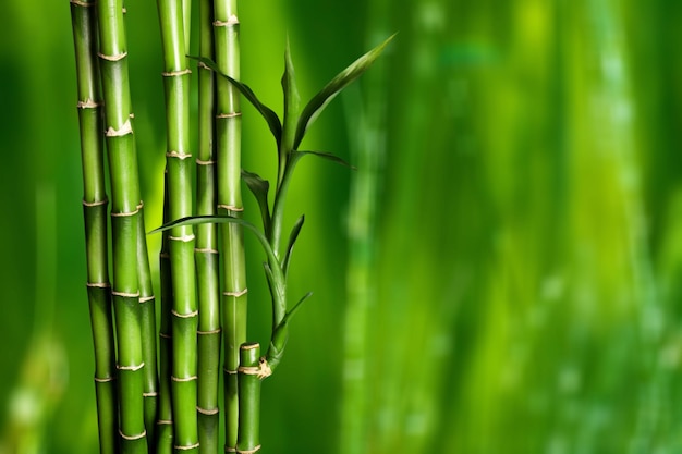 Many bamboo stalks on blurred background