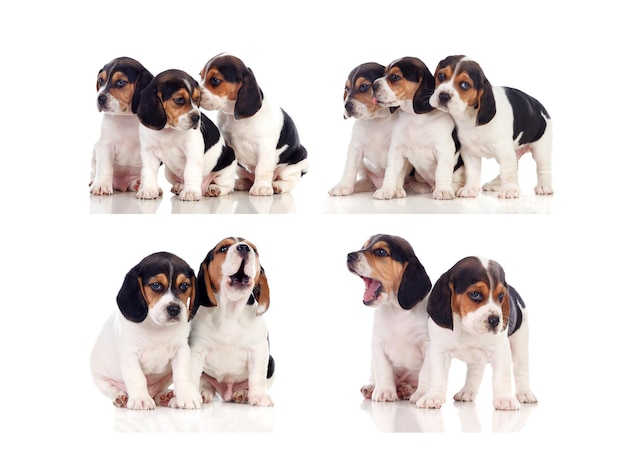 Many beagle puppies isolated on a white background