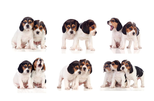 Many beagle puppies isolated on a white background