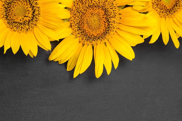 Molti bei girasoli gialli luminosi su sfondo nero. vista dall'alto