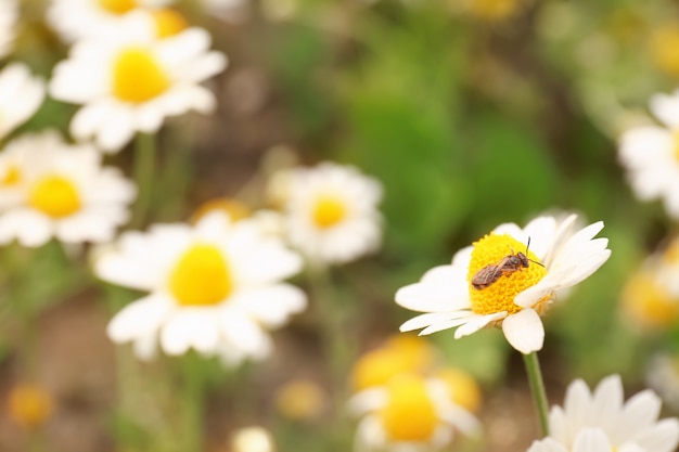 Many beautiful chamomiles in field