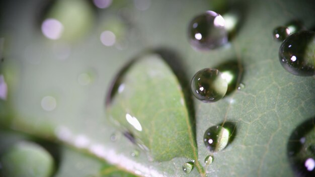 Many beautiful drops of pure rain water on green leaf closeup macro image of water droplets on