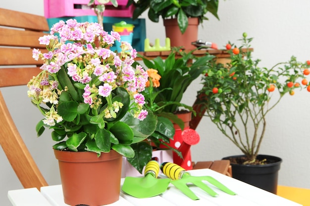 Many beautiful flowers in pots in room closeup