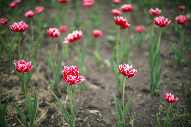 Many beautiful pink blossom tulips on green background.