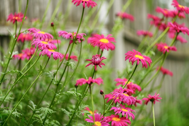 Molte belle margherite rosa - piretro nel campo dopo la pioggia.