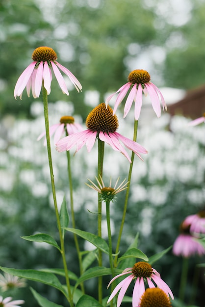 Many beautiful pink and purple Echinacea flower blooms in the garden in summer