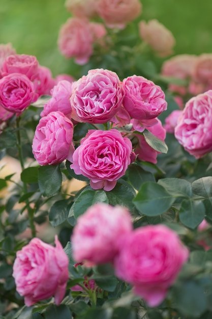 多くの美しいバラのラニーニャ。ぼやけたピンクのバラの背景にピンクのバラの花