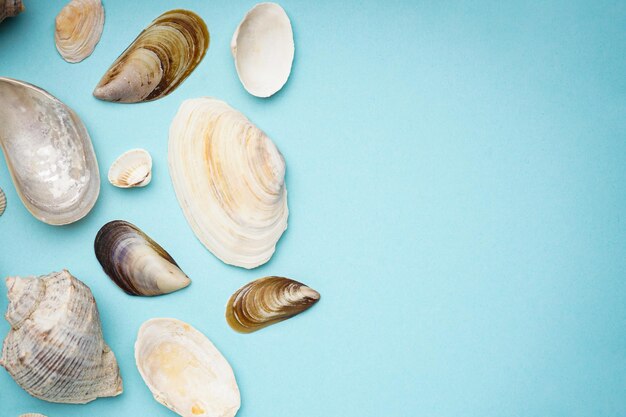 Photo many beautiful sea shells on blue background with space for text flat lay