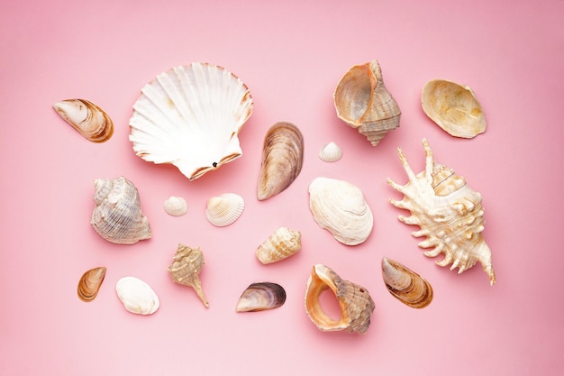 Photo many beautiful sea shells on pink background flat lay with space for text