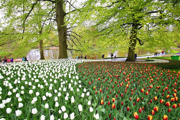 Many beautiful tulips at garden.