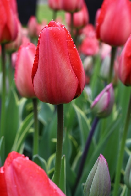 Molti bei tulipani in giardino.