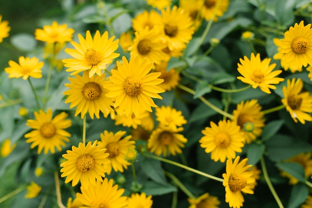 Many beautiful yellow heliopsis flowers bloom in the garden in summer