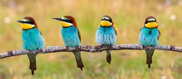 Many beeeaters perched on a branch