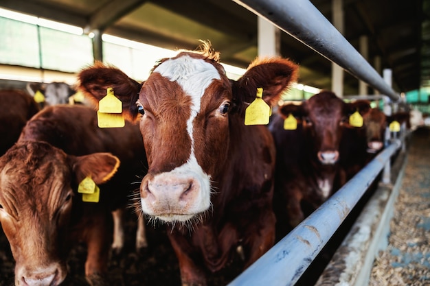 Many beefs in a stable. Ordinary day at organic farm.