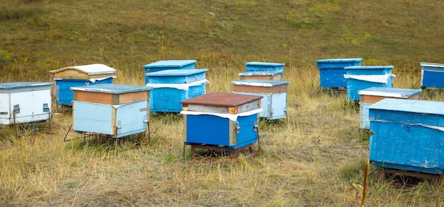 Many beehives at the nature