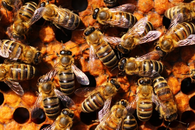 Many bees in a beehive on apiary closeup