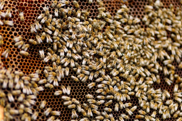 Many bees on the frame close-up