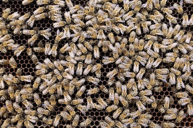 Many bees in the hive close-up