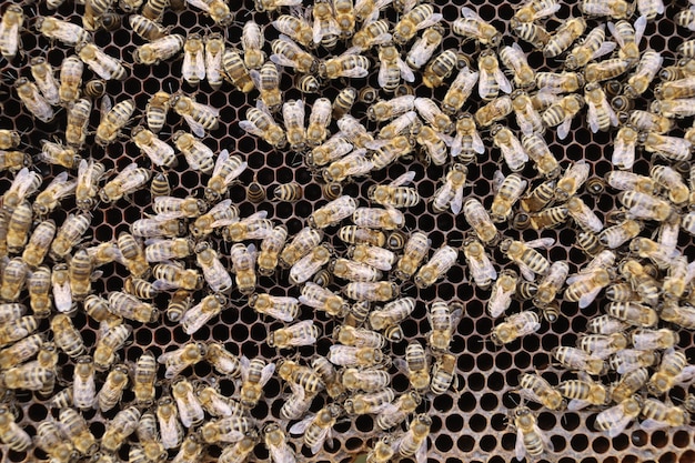 Many bees in the hive close-up