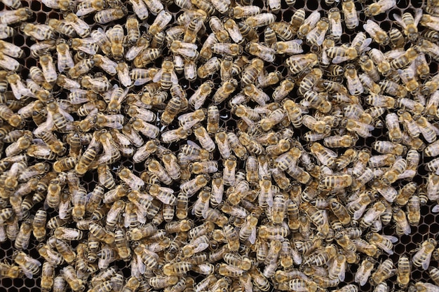 Many bees in the hive close-up