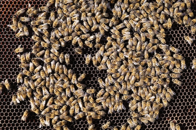 Many bees on honeycombs close-up