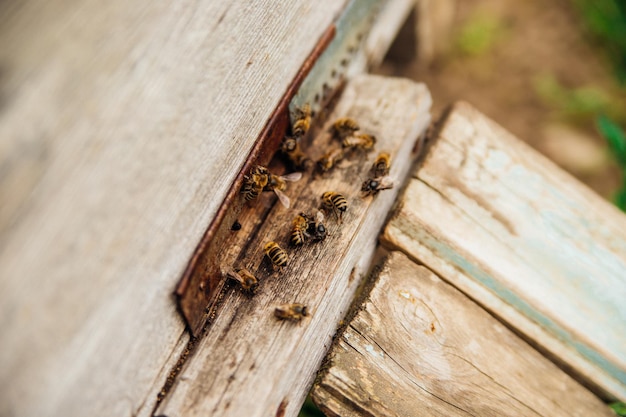 Many bees return to the hive and enter the hive with the collected flower nectar and flower pollen Healthy organic farm honey The wooden beehive is blue